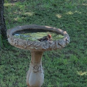 Meet your Posher, Janey